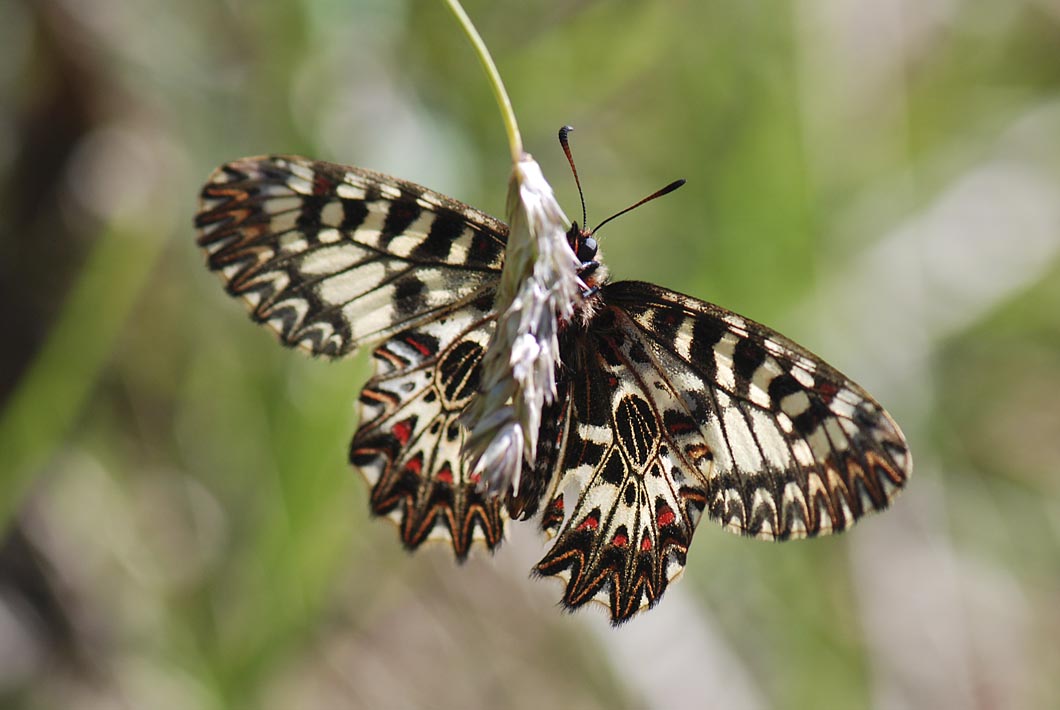 ancora su Zerynthia polyena e Zerynthia cassandra